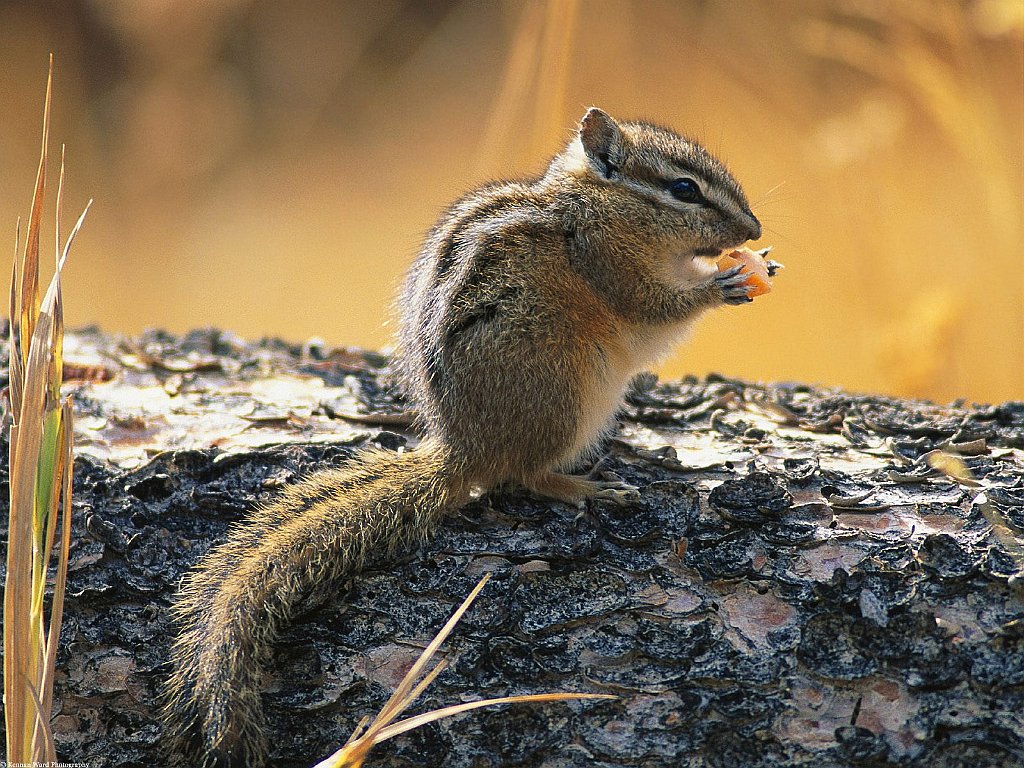 Least Chipmunk